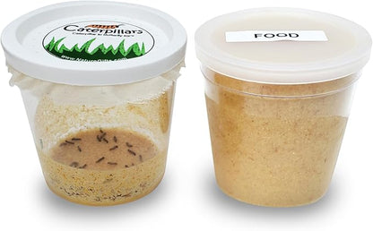 32 Live Caterpillars Shipped Now: Butterfly Kit Refill for School Sized Kit with Extra Larva Rearing Supplies and 32 Little Cups by Nature Gift Store