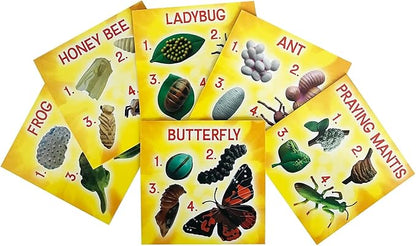 Insect Lore's Life Cycle Figurines 24 Pc Set | Butterfly, Ladybug, Frog, Honey Bee, Ant and Praying Mantis | 4 Stages Per Insect, 24 Figurines Total