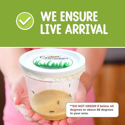 32 Live Caterpillars Shipped Now: Butterfly Kit Refill for School Sized Kit with Extra Larva Rearing Supplies and 32 Little Cups by Nature Gift Store