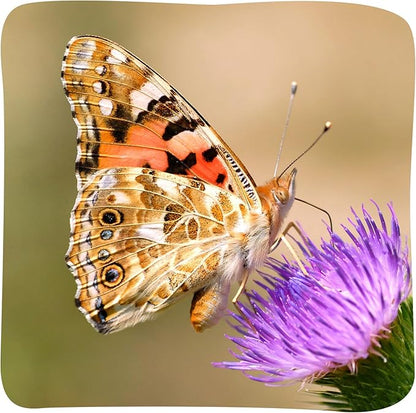 Insect Lore Raise and Release Butterfly Garden Kit – Caterpillar Habitat with redeemable Voucher – STEM-accredited Live Butterfly Growing Kit for Kids, Classrooms, and Homeschool Learning
