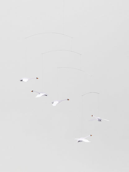 Scandinavian Swans.